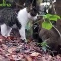 Baby Cats - Cute Cats - Adorable Cats - Funny Cats Compilations PART 30