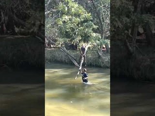 Fisherman's Falling Tree Surprise