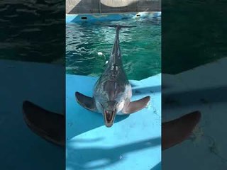 Being Called Cute Delights Dolphin