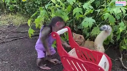 BiBi helps kitty stuck