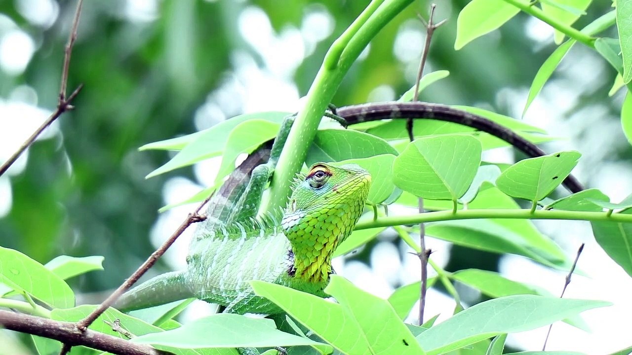 Close-up View Of An Iguana On A Tree