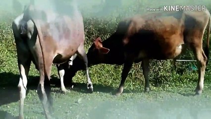 Cow Comedy Video -- fany video -- Cow Dance