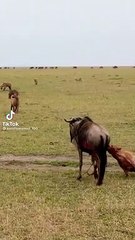 Lion Attacks: What You Need to Know