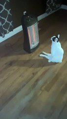 Curious Kitty Gets Comfortable in His Own Way