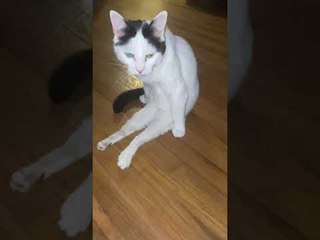 Curious Kitty Gets Comfortable in His Own Way