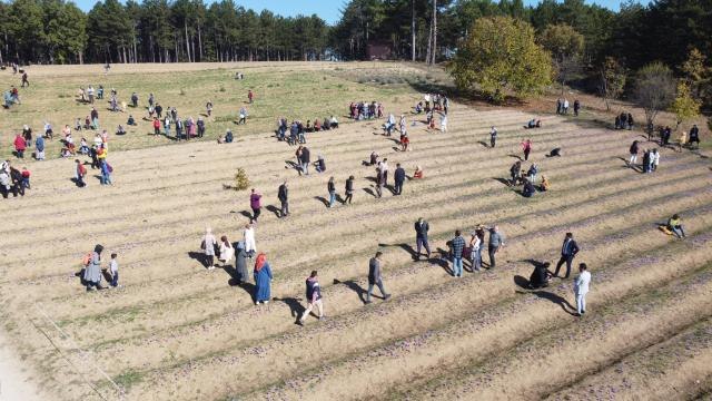 Safranbolu'da milli bitki safran ile turizmi artırma hedefi