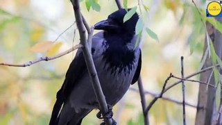 Crows video Beautiful and amazing Bird Crow in the world