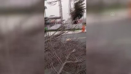 Kuvvetli rüzgar nedeniyle ağaç devrildi