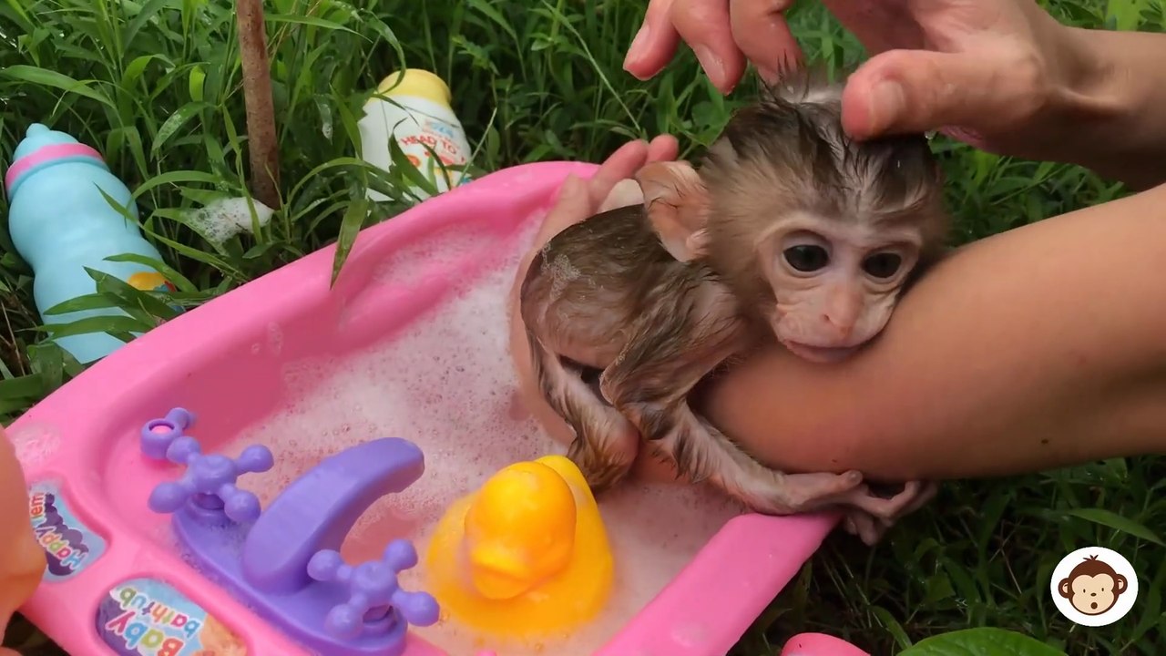 Tina bathing,  Animals Homie
