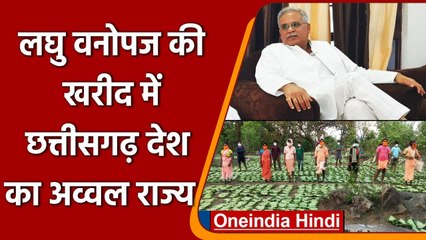 Chhattisgarh लघु वनोपज की खरीद में अव्वल राज्य, Bhupesh Baghel के फैसलों का असर | वनइंडिया हिंदी