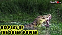 'Aggressive crocodile displays sheer dominance as it prepares to feed on its prey'