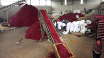 Hot and spicy! Chinese facility produces millions of chilli peppers a year