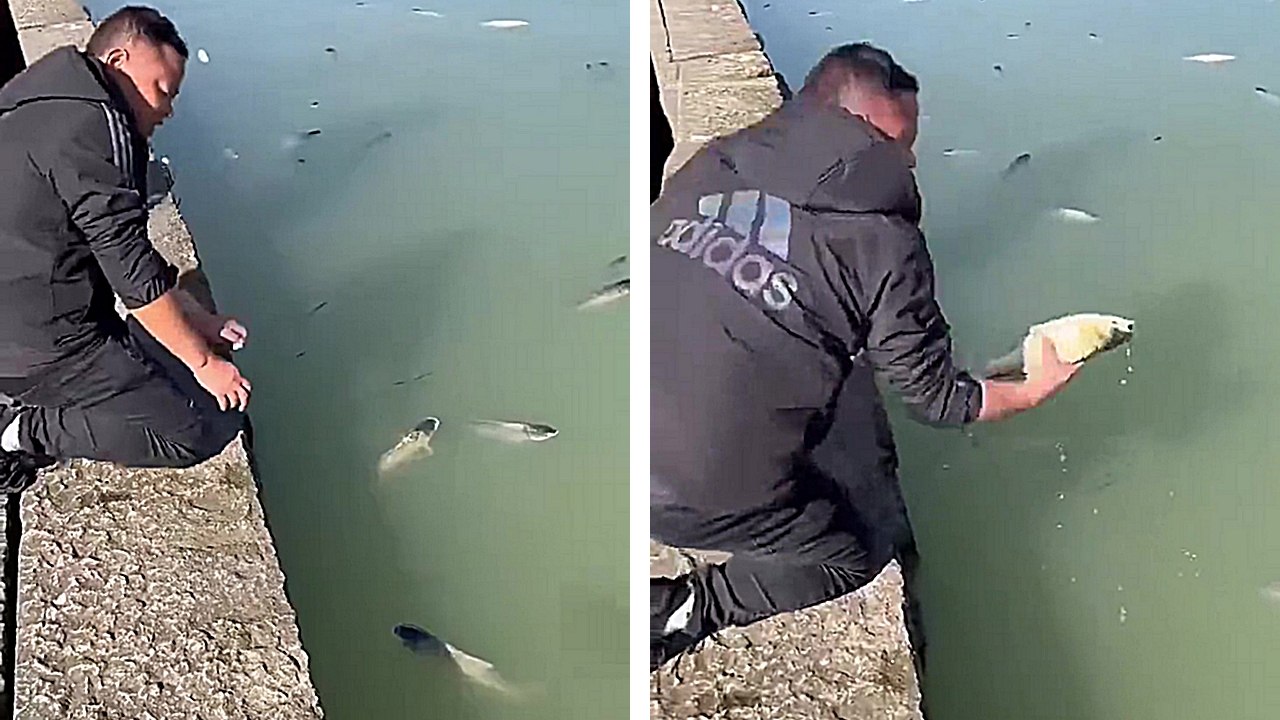 De l'alcool de riz se déverse dans un lac et les poissons sont tous défoncés
