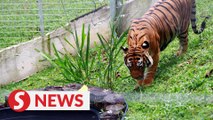 Tiger conservation centre already built so no allocation needed in Budget 2022