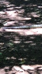 Visitante flagra cascavel passeando no Parque Nacional de Brasília