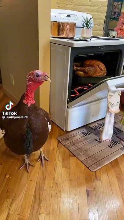 Vídeo: Un pavo presenciando cómo hornean a un congénere es viral