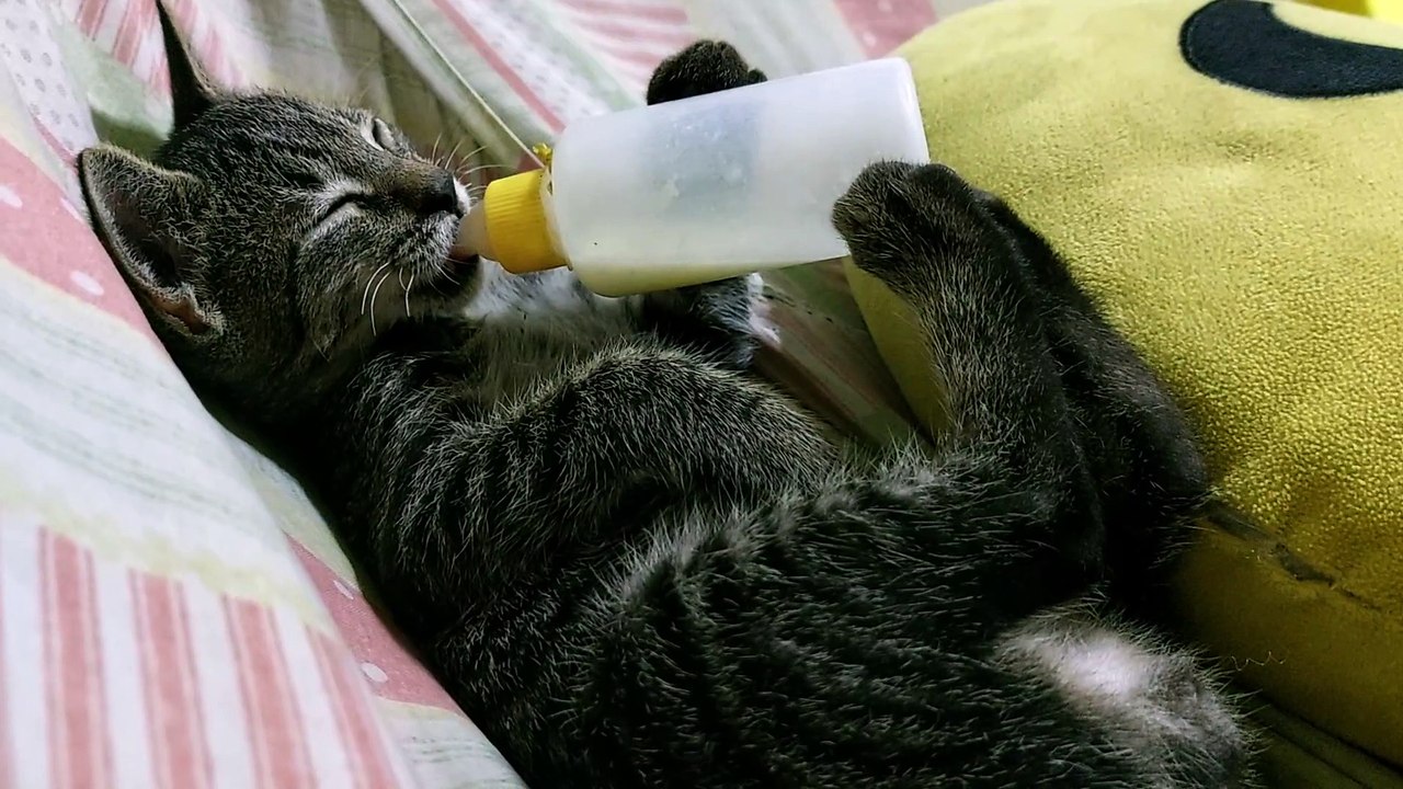 Adopted Kitten Suckles Bottle
