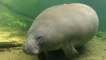 Rescues preparing for more manatee deaths this winter