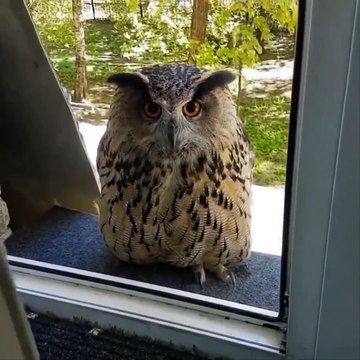 AWW SO CUTE Cutest baby animals Videos Compilation Cute moment of the Animals Cutest Animals