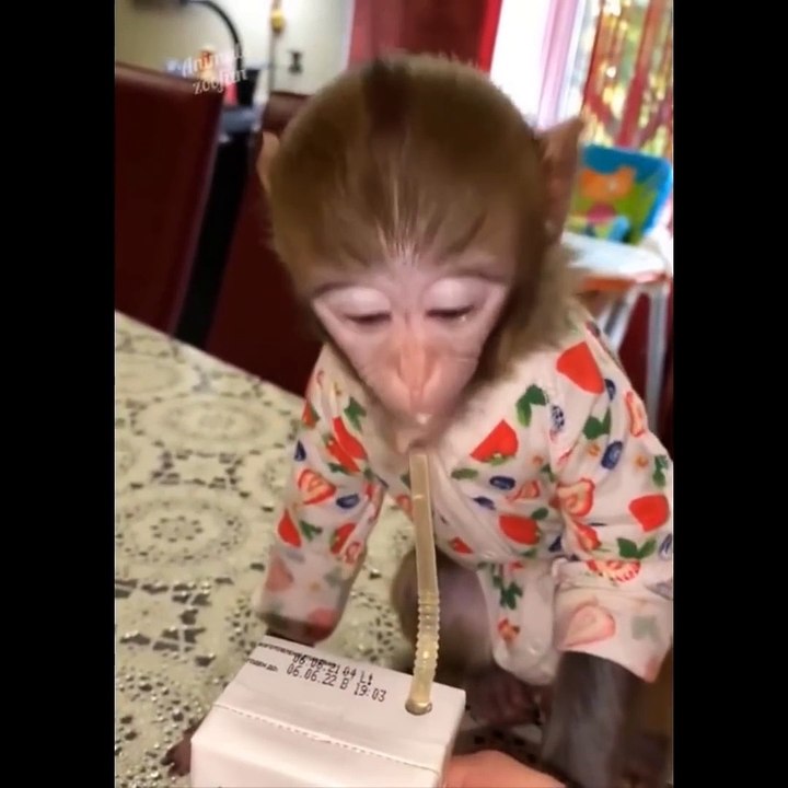 AWW SO CUTE Cutest baby animals Videos Compilation Cute moment of the Animals  Cutest Animals