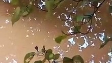 Indonésio mostra-nos em vídeo um dos maiores perigos à espreita sob os lagos na Indonésia