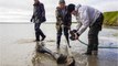 Histoire : découverte fortuite d'un squelette de mammouth en Russie