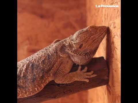 Vaucluse : le salon Avignon Animo Passion au parc des expositions