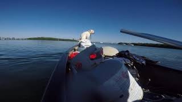 Man Rescues Dog From Drowning
