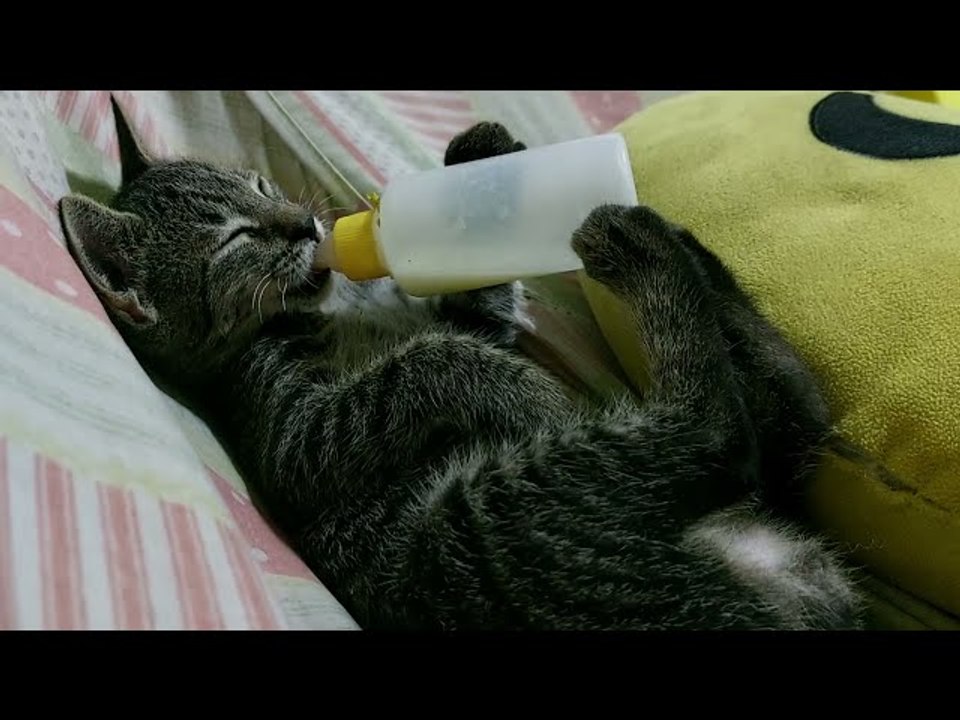 Adopted Kitten Suckles Bottle
