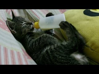 Adopted Kitten Suckles Bottle