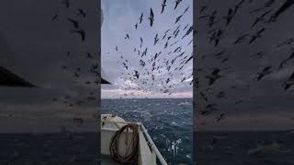 Seagulls Flock Over Fisherman