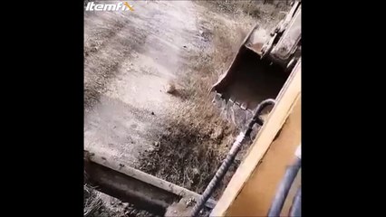 Caresser un chat quand on conduit une pelleteuse