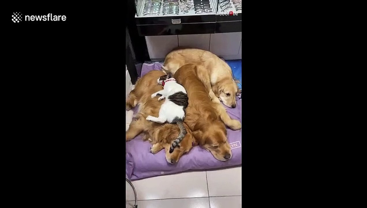 Un chat a trouvé le meilleur coussin qui soit : un gros chien
