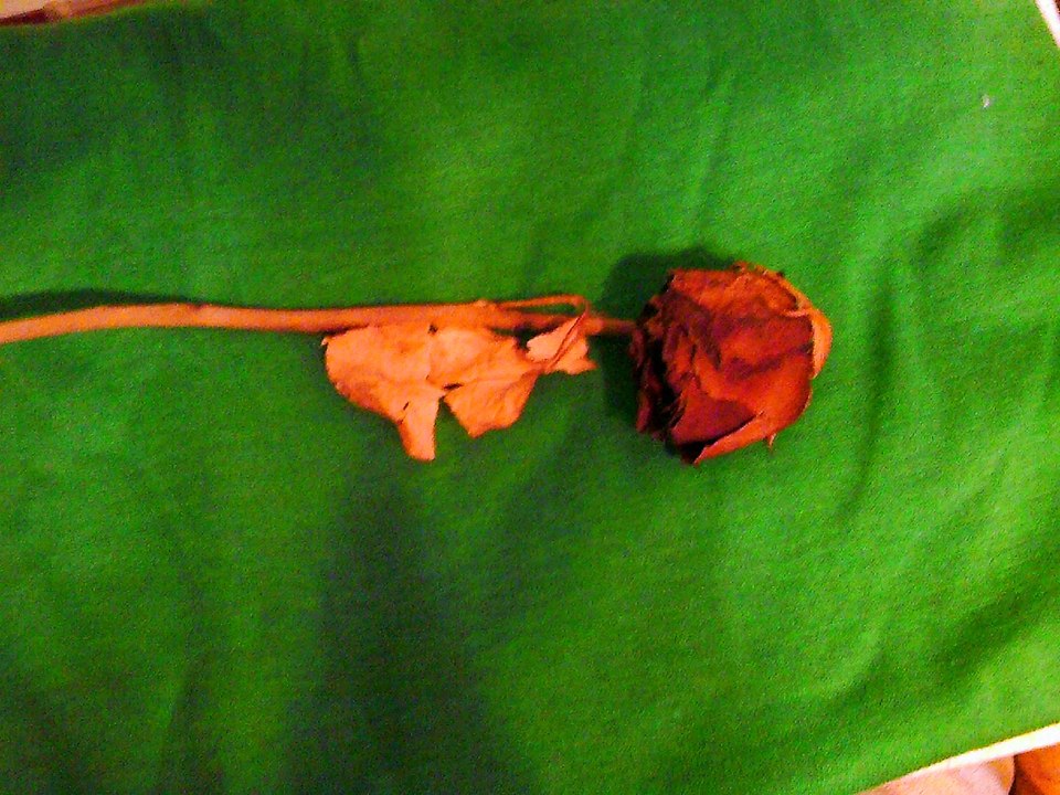 the last rose of summer balalaika and vocals