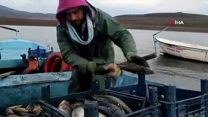Yozgat'ta baraj gölüne atılan ağa balık yerine domuz takıldı