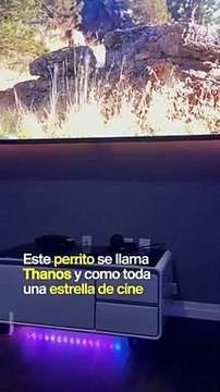 Este perro pelea contra los villanos de sus películas favoritas
