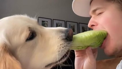 How To Get Your Dog To Eat Veggies
