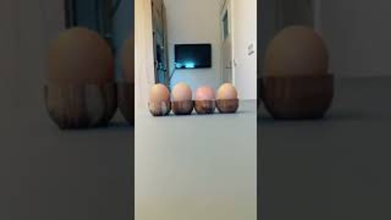 Unexpected Egg Hatch