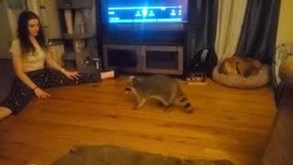 Raccoon Sliding on Floor Comes Back for More