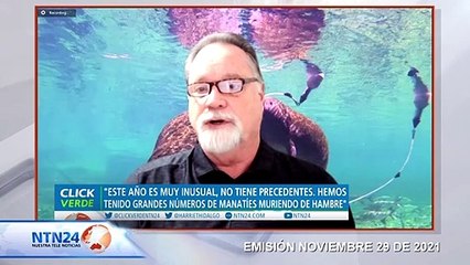 2021: un año de mortalidad récord de manatíes en Florida, EEUU