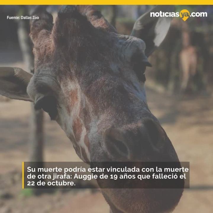 Jirafa