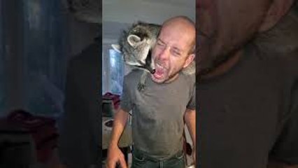 Raccoon Gets Thanksgiving Leftovers From Mouth