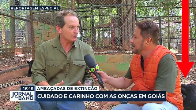 No Dia da Onça-Pintada, o Jornal da Band foi a uma reserva em Goiás conhecer os cuidados que ela recebe no chamado dia de mutirão