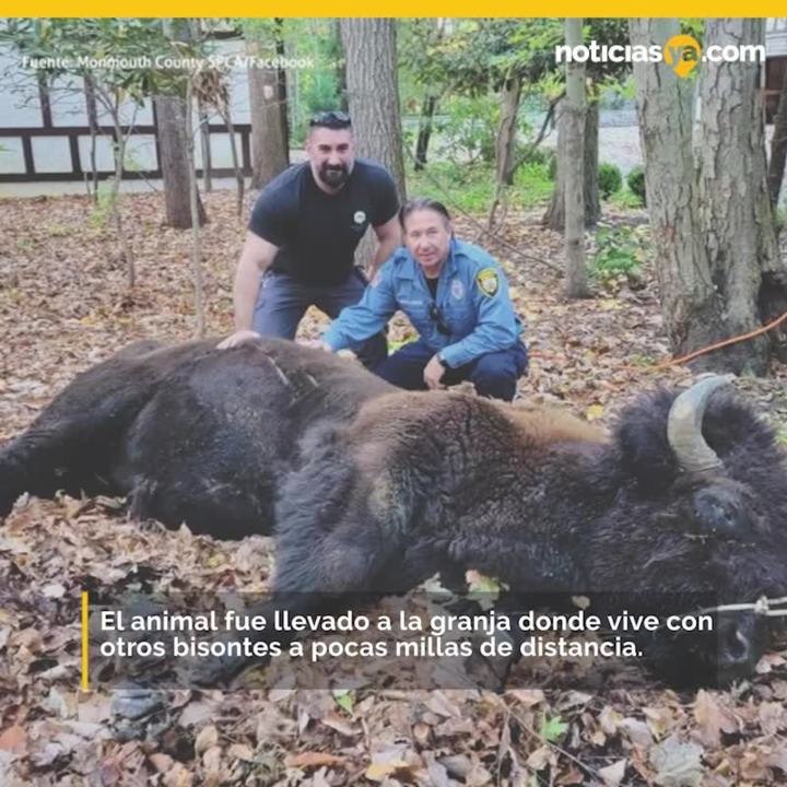 Bisonte