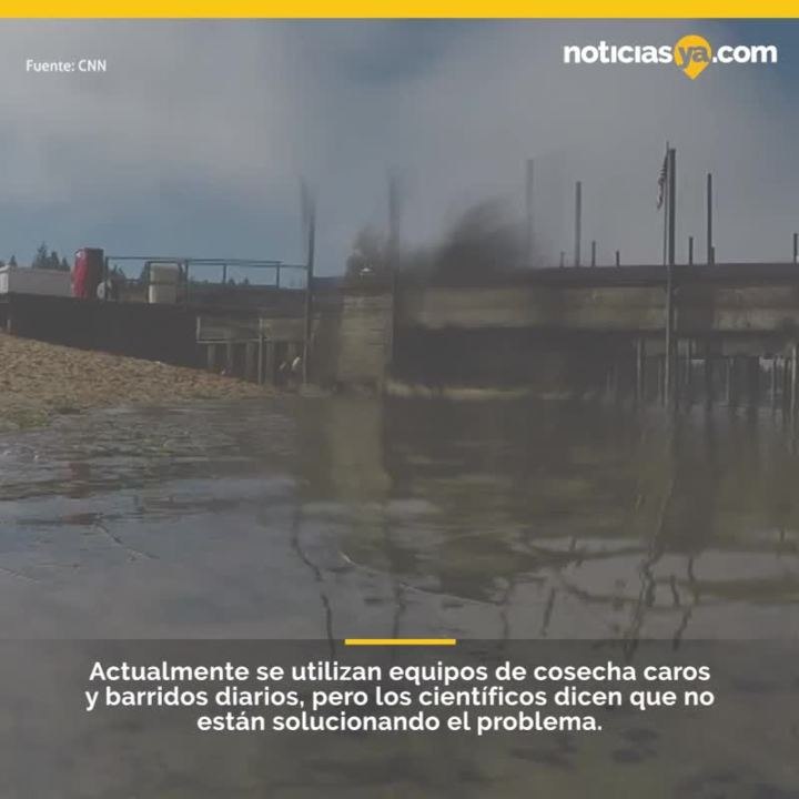Hierba