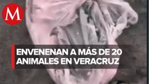 En playa de Veracruz encuentran 20 animales muertos por envenenamiento