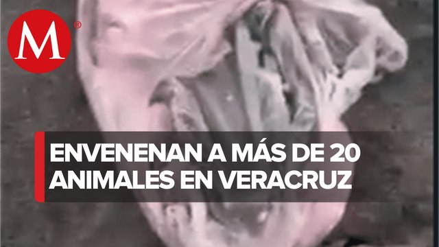 En playa de Veracruz encuentran 20 animales muertos por envenenamiento