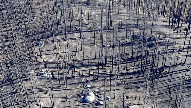 20 percent of Giant Sequoias wiped out by wildfires since 2020