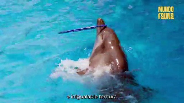 Inteligentes, majestuosos y tiernos: curiosidades sobre los delfines