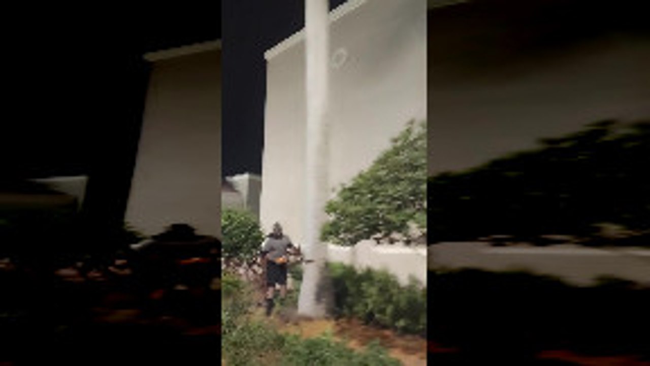 Men Struggle to Cut Down Massive Tree